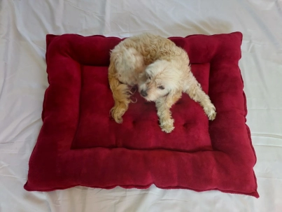 dogbedred.